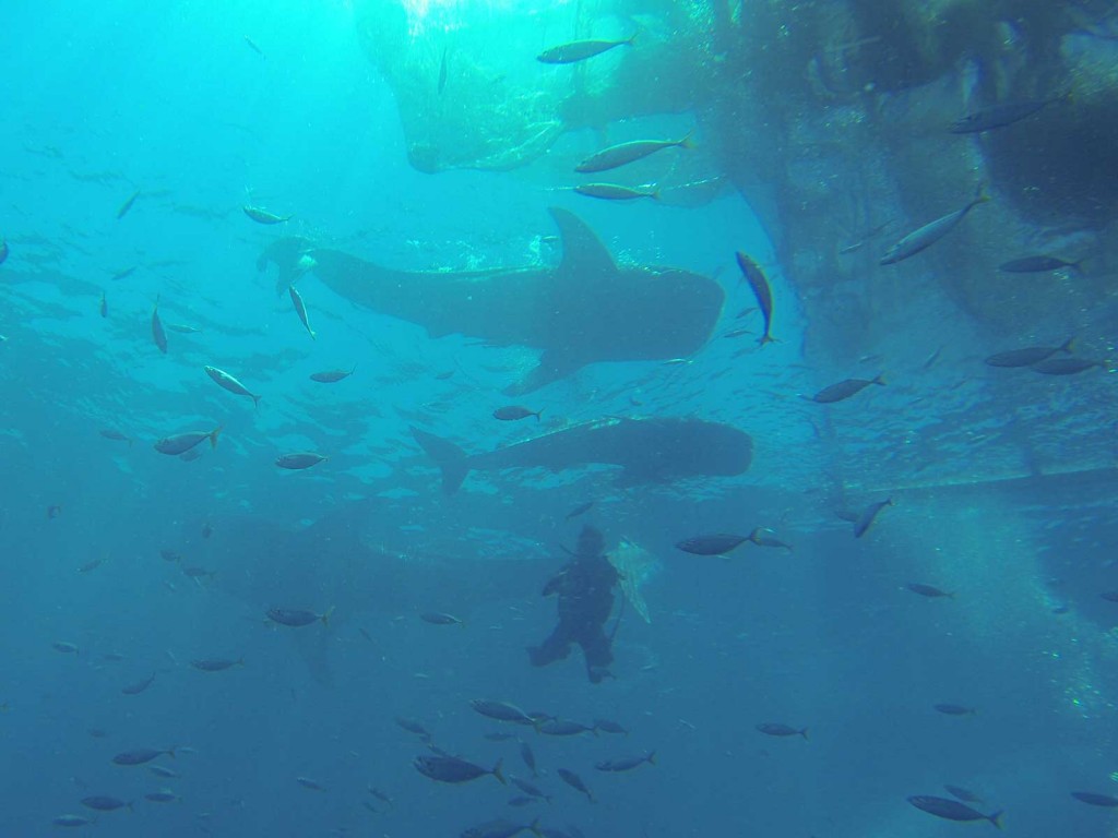 Walhaie in der Cenderawasih Bay (Fotos aus GoPro-Video)