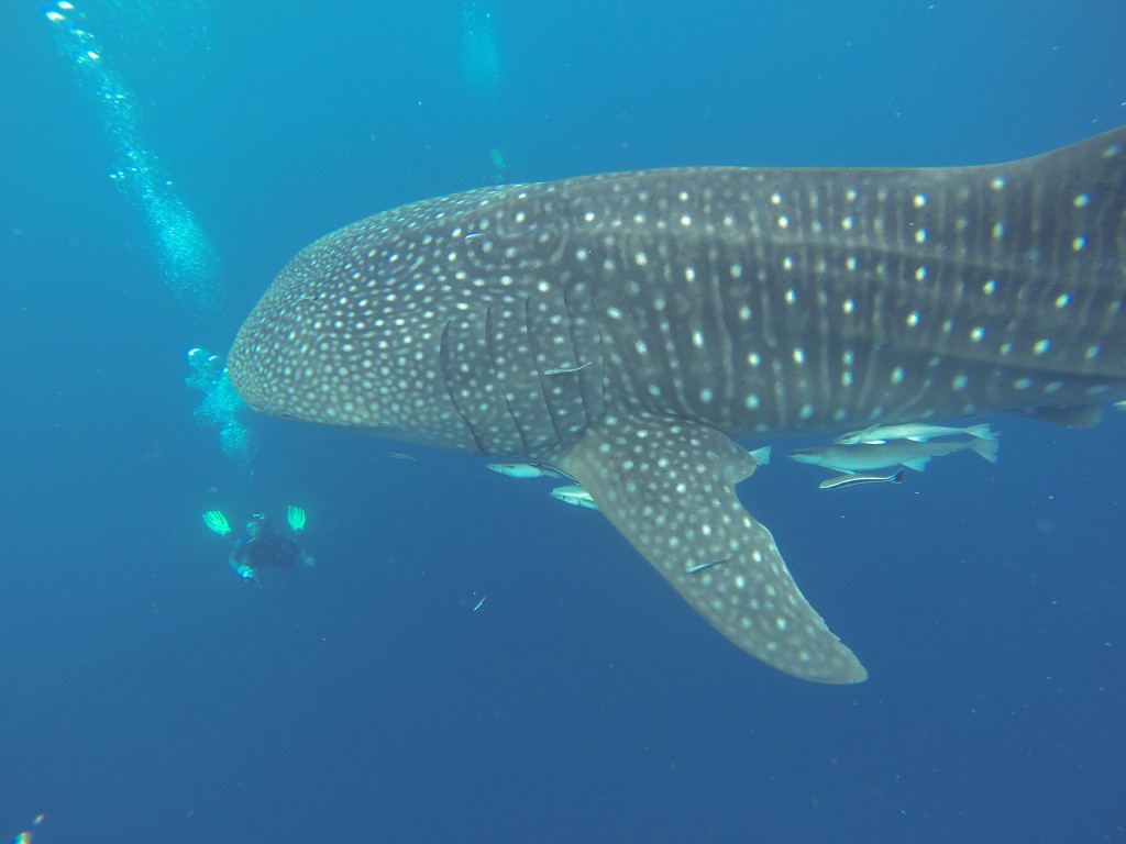 Walhaie Cenderawasih Bay